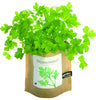 English Thyme Garden-in-a-Bag