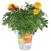 Marigold Edible Flowers